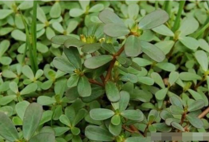 Loại rau rừng này có tác dụng bổ hơn nhân sâm, thanh nhiệt, giải độc, tiêu ẩm, giảm viêm, lợi tiểu