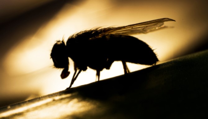 Kinh ngạc những loài động vật vẫn di chuyển ngay cả khi 'đầu lìa khỏi cổ'