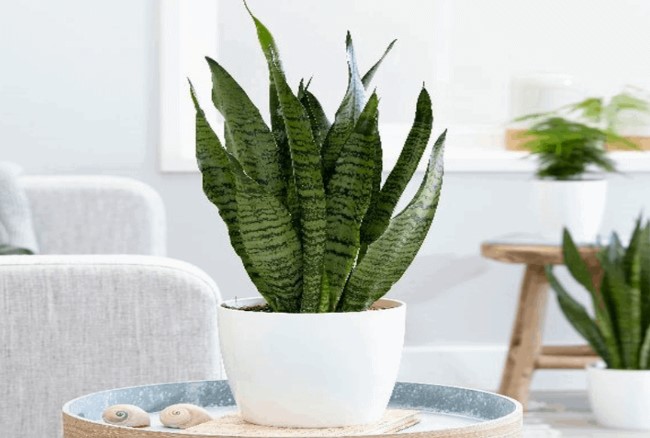 Nếu nhà bạn thiếu ánh nắng, hãy trồng 7 loại cây phong thủy này, nó sẽ mang lại sinh khí và may nắm