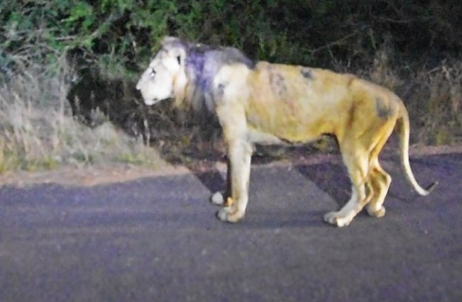 Clip: Những giây phút cuối cùng đáng kinh ngạc của chiến binh sư tử huyền thoại tuổi đã về già