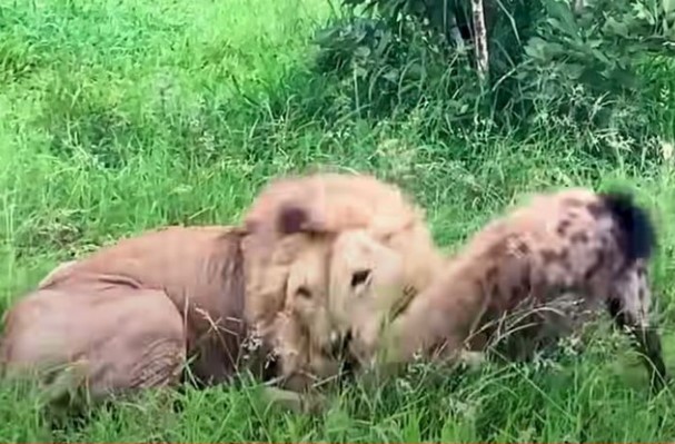 Clip: Linh cẩu "lạc lối" trong vòng tay của Vua sư tử