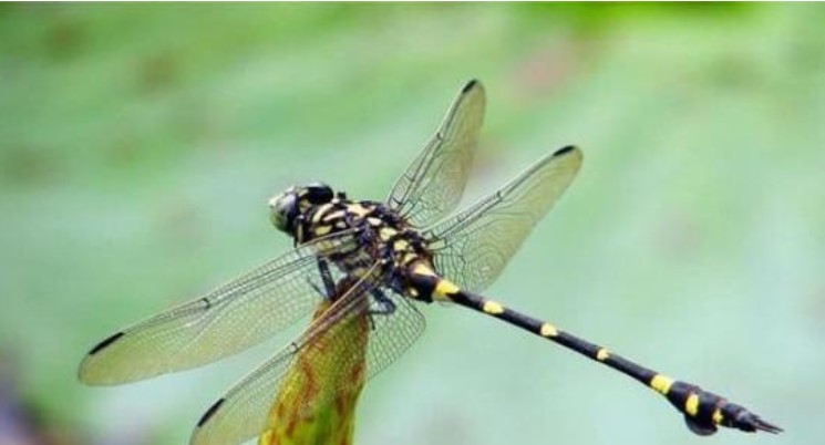 Đã từng có những con chuồn chuồn bay thấp vào những ngày mưa, tại sao bây giờ chúng hiếm?