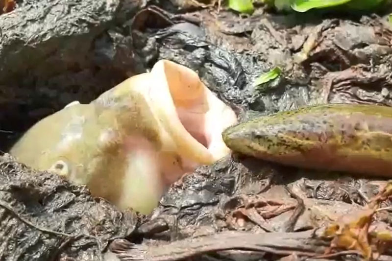 Chẳng cần tốn sức săn mồi, cá ung dung nằm chờ để lươn tự chui vào miệng