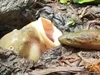 Chẳng cần tốn sức săn mồi, cá ung dung nằm chờ để lươn tự chui vào miệng