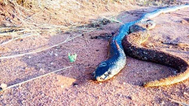 Chiếc đuôi con rắn mọc ra từ bụng rắn hổ mang.