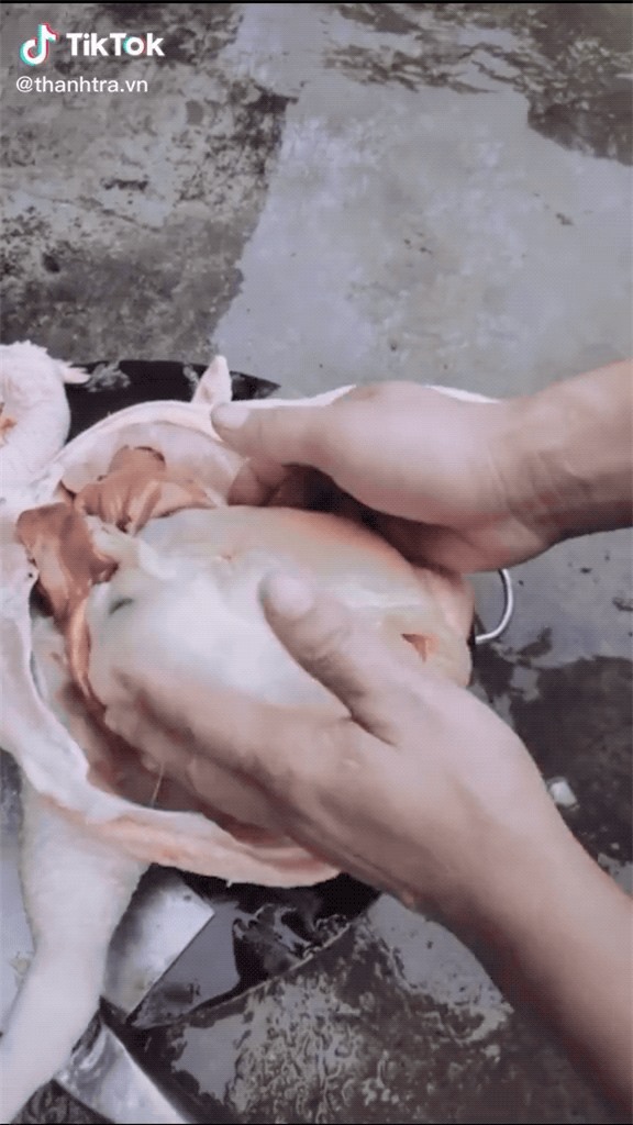Sống mấy chục năm cuộc đời, hàng vạn người  Con gà, bọc mỡ gà, động vật hài hước