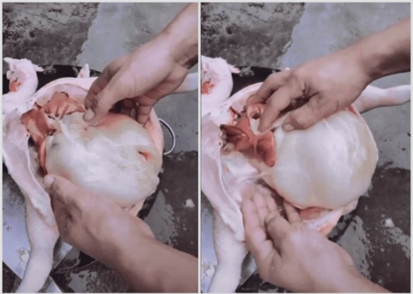 Sống mấy chục năm cuộc đời, hàng vạn người  Con gà, bọc mỡ gà, động vật hài hước