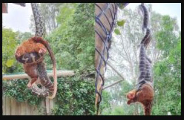 Một đống lớn vật thể bí ẩn rơi xuống từ mái hiên, cư dân mạng tò mò bước tới để kiểm tra và anh đã bị sốc!