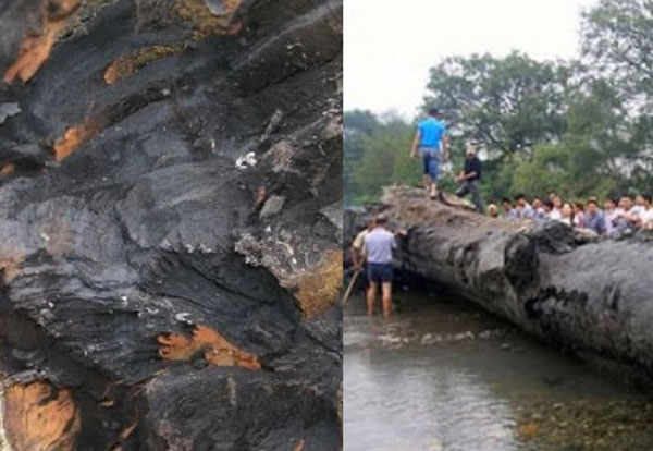 Bị mỉa mai rảnh rỗi, người nông dân vẫn quyết đào cây gỗ đen lên, ai ngờ lại là báu vật 1.752 tỷ
