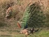 Clip: Đang mải mê mời gọi bạn tình, chim công đực suýt bị kẻ săn mồi lao ra từ bụi rậm tóm gọn
