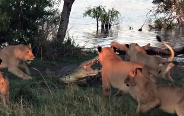 Clip: Bị dồn vào chân tường, cá sấu chúa bộc phát sức mạnh khủng khiếp phá nát thế bao vây của sư tử