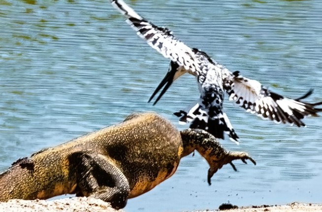 Clip: Chim bói cá "dội bom" tấn công liên tục khiến kỳ đà xây xẩm mặt mày