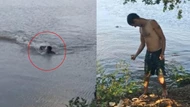 Bất chấp cảnh báo vẫn nhảy xuống hồ bơi, người đàn ông bị cá sấu truy đuổi rồi tấn công kinh hoàng