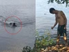 Bất chấp cảnh báo vẫn nhảy xuống hồ bơi, người đàn ông bị cá sấu truy đuổi rồi tấn công kinh hoàng