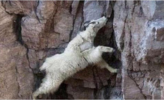 Sống và kiếm ăn trên những vách núi đá dốc thẳng, tại sao dê Rocky vẫn tồn tại?