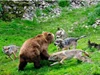 Liệu con gấu nâu nặng 150kg có thể chặn được sự tấn công của 9 con sói xám? Thực tế chiến đấu đã chứng minh rằng những con sói nhỏ cũng vô dụng