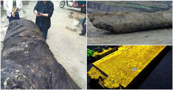 Nhóm dân làng đào được cây gỗ quý hiếm trị giá hàng nghìn tỷ đồng, được mệnh danh ‘gỗ hoàng đế’