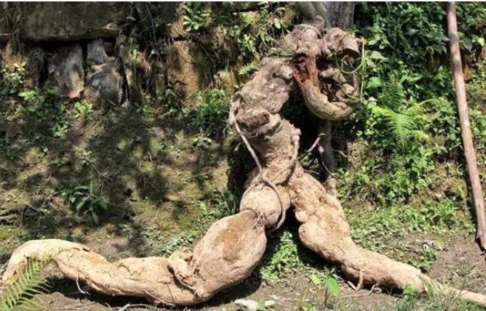 Anh nông dân vô tình đào được củ sắn dây hình người, choáng ngợp khi biết giá trị bằng cả căn nhà