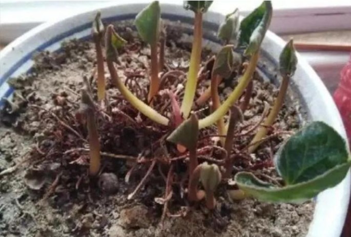 Hè quá nóng, 5 loại hoa sẽ 'giả chết', đừng vội vứt đi, chúng có thể nở trở lại