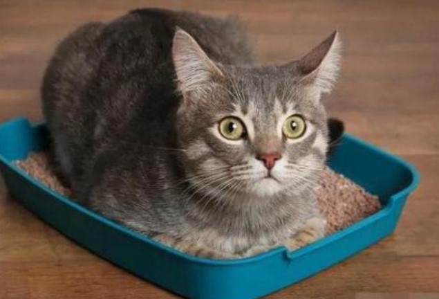 Tại sao mèo cái sau khi giao phối lại lăn ra sàn, thậm chí còn quay đầu tấn công mèo đực?