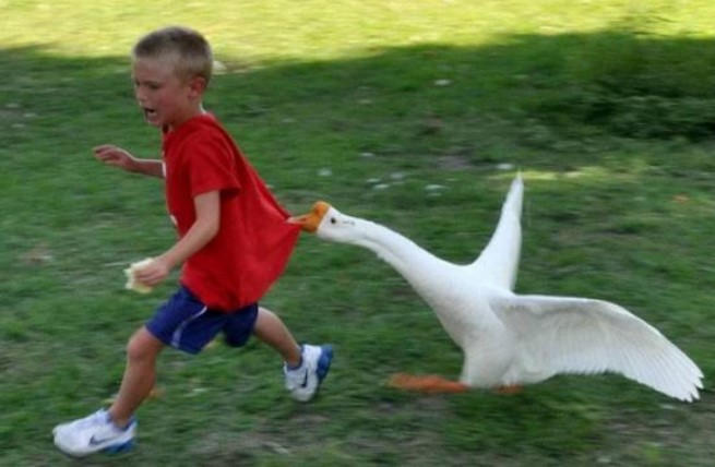 Tại sao ngỗng chạy theo người và thậm chí tấn công? Ở đâu có ngỗng, rắn bỏ chạy, vì sao?