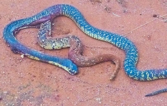 Rắn hổ mang hai đuôi và bí mật "kinh dị" đằng sau