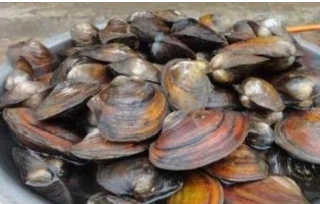 Người ta gọi nó là “bào ngư nước ngọt”, ở quê không đắt, đạm gấp 4 lần sữa!