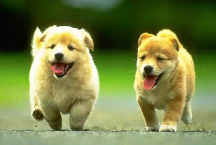 Muốn hóa giải vận đen, rước tài lộc vào nhà, bạn nên nuôi ngay những con vật may mắn này