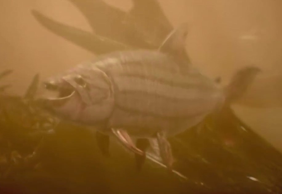 "Thuỷ quái" nước ngọt nặng 50kg cực đáng sợ, tấn công cả cá sấu