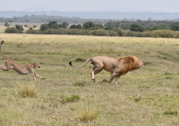 Clip: Báo hoa mai chọc tức vua sư tử và cái kết