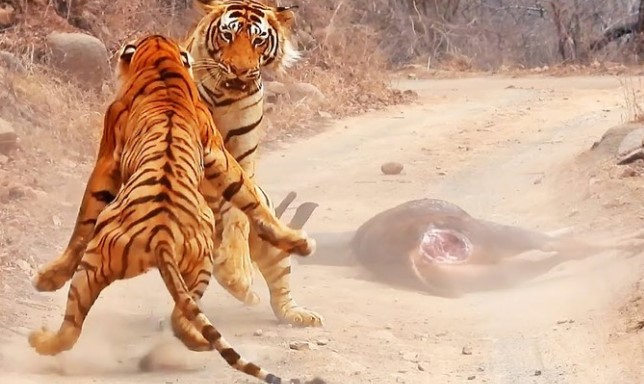 Clip: Cuộc chiến thực sự của những con Hổ