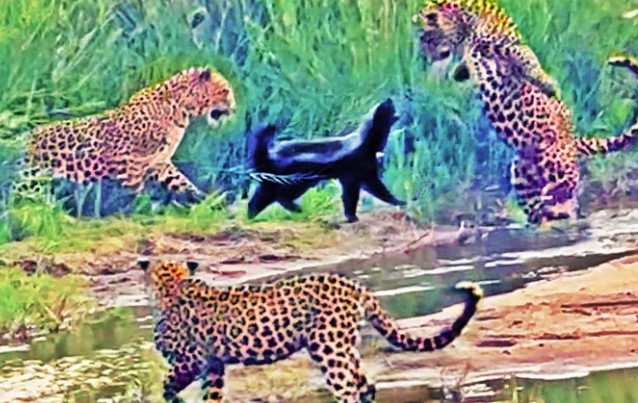 Clip: Tổ đội ba chú báo tưởng ngon ăn ai dè gặp phải đối thủ khó ăn không tưởng