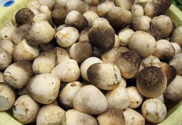 Mách bạn cách bảo quản nấm rơm 10 ngày vẫn giòn ngon, không bị thâm nhũn