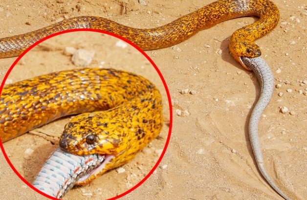 Clip: Hổ mang chúa Nam Phi thể hiện vị thế vua của các loài rắn độc