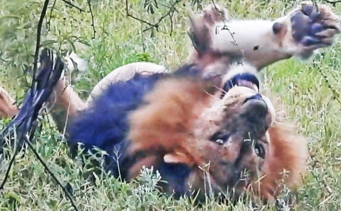 Clip: Vua sư tử, thành viên của clan đáng sợ nhất châu Phi cũng phải "chào thua" trước sinh vật tý hon