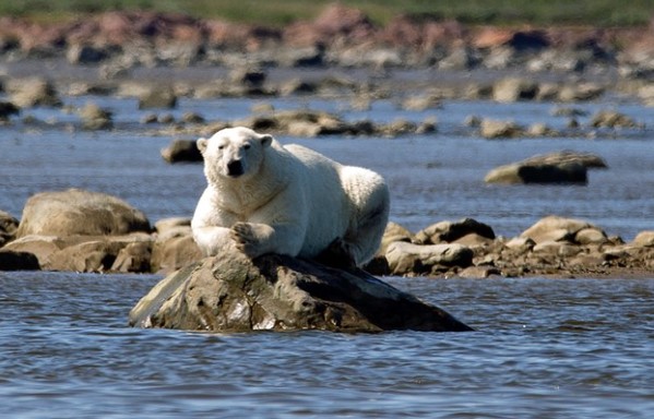 Clip: Th&#x1EE3; s&#x103;n g&#x1EA5;u tr&#x1EAF;ng B&#x1EAF;c C&#x1EF1;c thi tri&#x1EC3;n k&#x1EF9; n&#x103;ng s&#x103;n c&#xE1; voi Beluga c&#x1EF1;c k&#x1EF3; &#x111;i&#x1EC7;u ngh&#x1EC7;