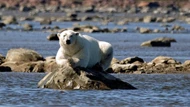 Clip: Thợ săn gấu trắng Bắc Cực thi triển kỹ năng săn cá voi Beluga cực kỳ điệu nghệ