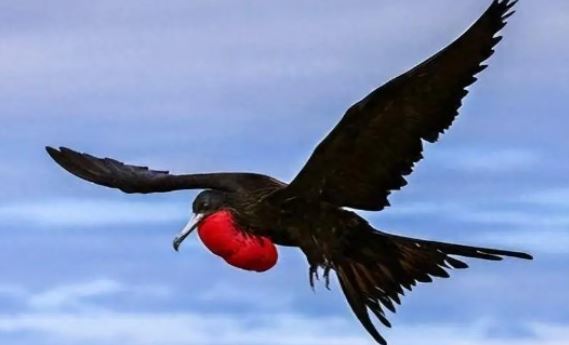 Loài chim bay nhanh nhất thế giới, tốc độ lên tới 352 km/h, nhanh hơn đường sắt cao tốc của Trung Quốc!