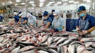 Xuất khẩu cá tra sang EU giảm mạnh