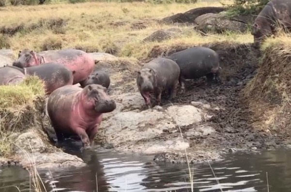 Clip: Ly kỳ nguyên nhân hà mã cứ tắm nắng lại bị "máu" chảy đỏ lòm khắp cả người