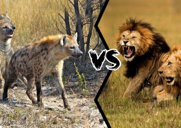Clip: Cuộc tập kích bất ngờ của đàn linh cẩu đói khát nhằm vào bầy sư tử