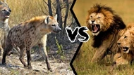 Clip: Cuộc tập kích bất ngờ của đàn linh cẩu đói khát nhằm vào bầy sư tử