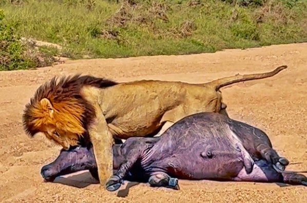 Clip: Vua sư tử thị uy, thể hiện sức mạnh "áp đảo quần hùng" trước hàng trăm con trâu rừng châu Phi