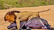 Clip: Vua sư tử thị uy, thể hiện sức mạnh "áp đảo quần hùng" trước hàng trăm con trâu rừng châu Phi