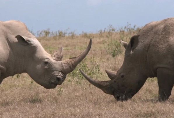 Clip: Màn đọ sừng long trời lở đất giữa hai con tê giác khổng lồ
