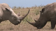 Clip: Màn đọ sừng long trời lở đất giữa hai con tê giác khổng lồ