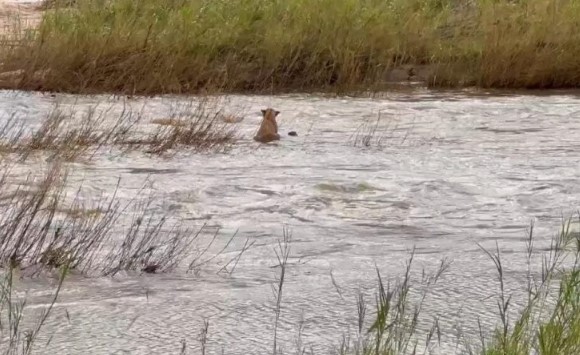 Clip: Cảm động tình mẫu tử của vua thảo nguyên
