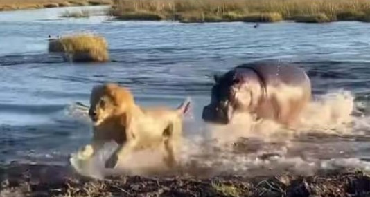 Clip: Vua sư tử khốn đốn giữa vòng vây của đàn hà mã "cục súc"