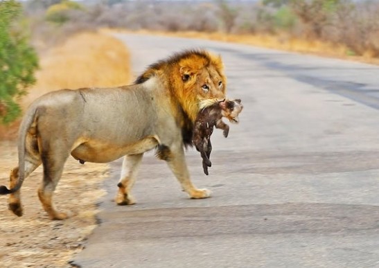 Clip: Linh cẩu trả giá đắt vì một phút ngẩn ngơ