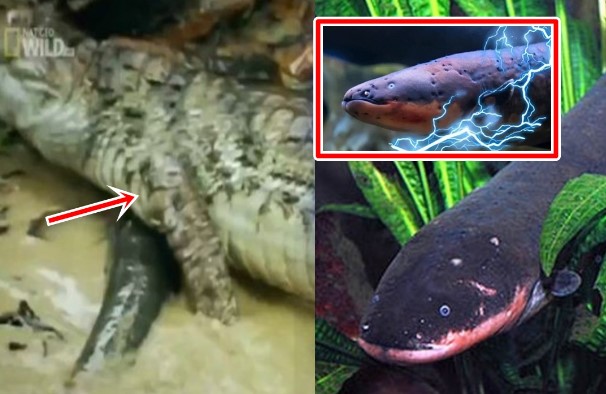 Bí ẩn loại cá dài đến 2m là 'quái vật Amazon': Phóng điện 860 Volt hạ gục cá sấu, có khả năng gây tử vong cho người